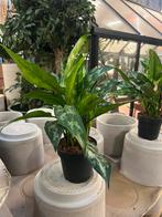 Aglaonema – 30 cm, Ophalen, Overige soorten, Volle zon