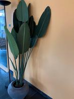 Strelitzia kunstplant , groen , 180 cm, Ophalen, Zo goed als nieuw