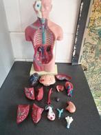 MOOI 45 CM GROOT KUNSTSTOF ANATOMISCH MODEL IN MOOIE STAAT, Ophalen of Verzenden