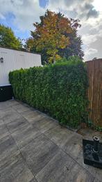 Thuja Smaragad coniferen haag met kluit te koop, Ophalen, Conifeer, Haag, 100 tot 250 cm
