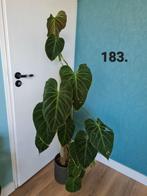 Philodendron splendid hele grote plant, Huis en Inrichting, Kamerplanten, Ophalen, 100 tot 150 cm