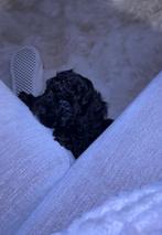 Maltipoo pup 8 weken, Dieren en Toebehoren, Honden | Niet-rashonden, Reu, 8 tot 15 weken, Eén hond, Klein