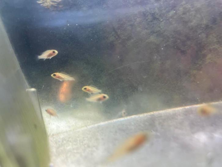 Labidochromis caeruleus Yellow Malawi Cichlides, Dieren en Toebehoren, Vissen | Aquariumvissen, Vis