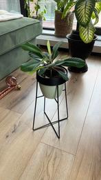 Plantenstandaard - Goede Staat!, Ophalen, Minder dan 60 cm, Rond, Zo goed als nieuw
