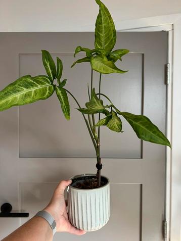 Syngonium podophyllum 5-fingers mature beschikbaar voor biedingen