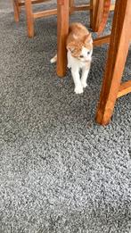 Lieve boerderij kitten, Kater
