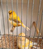 Norwich kanarie, Dieren en Toebehoren, Vogels | Kanaries, Meerdere dieren, Kleurkanarie