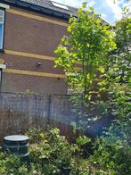 Esdoorn - 4 meter zoekt nieuw huis, Tuin en Terras, Planten | Bomen, 250 tot 400 cm, Ophalen of Verzenden