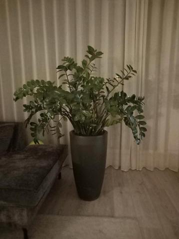 Prachtige kamerplant 150 hoog in hoge pot beschikbaar voor biedingen