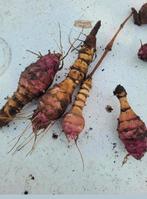 Aardperen uit eigen tuin, Ophalen of Verzenden