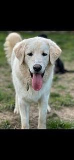 Bulut, Dieren en Toebehoren, Honden | Retrievers, Spaniëls en Waterhonden, Particulier, 15 weken tot 1 jaar, Buitenland, Eén hond