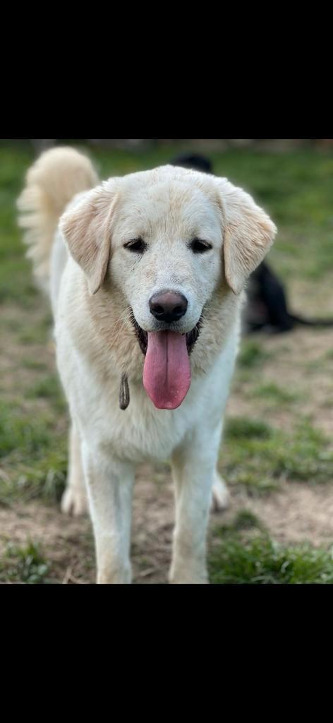 Bulut, Dieren en Toebehoren, Honden | Retrievers, Spaniëls en Waterhonden, Reu, Overige rassen, Particulier, Eén hond, Buitenland