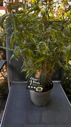 Fargesia robusta formidable, Ophalen, Bloeit niet, Overige soorten, Halfschaduw