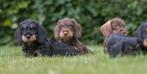 prachtige ruwharige teckel pups gechipt + garantie, Standaard, Nederland, CDV (hondenziekte), 8 tot 15 weken