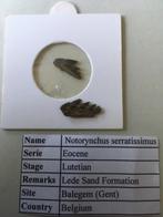 Haaientanden uit Balegem: Notorynchus serratissimus, Ophalen of Verzenden, Fossiel