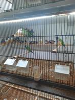 Gouldamadine en spitsstaartjes amadine, Dieren en Toebehoren, Vogels | Overige Vogels, Meerdere dieren, Tropenvogel, Geringd