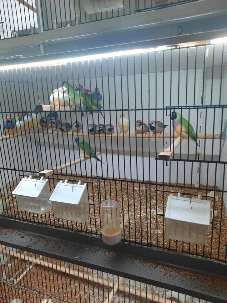 Gouldamadine en spitsstaartjes amadine, Dieren en Toebehoren, Vogels | Overige Vogels, Tropenvogel, Meerdere dieren, Geringd