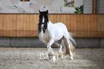 Tinker, Dieren en Toebehoren, Pony's, Zadelmak, 3 tot 6 jaar, Recreatiepony, D pony (1.37m tot 1.48m)