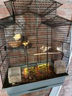 7, Vrouwelijk, Kleurkanarie