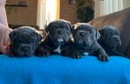 Super lieve Old English Bulldog pups, Dieren en Toebehoren, Honden | Bulldogs, Pinschers en Molossers, Parvo, 8 tot 15 weken, Bulldog