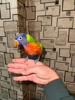 Super lief en handtam 😍 Lori parkiet, Mannelijk, Papegaai