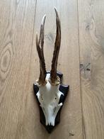 Ree- schedel, Ophalen, Zo goed als nieuw