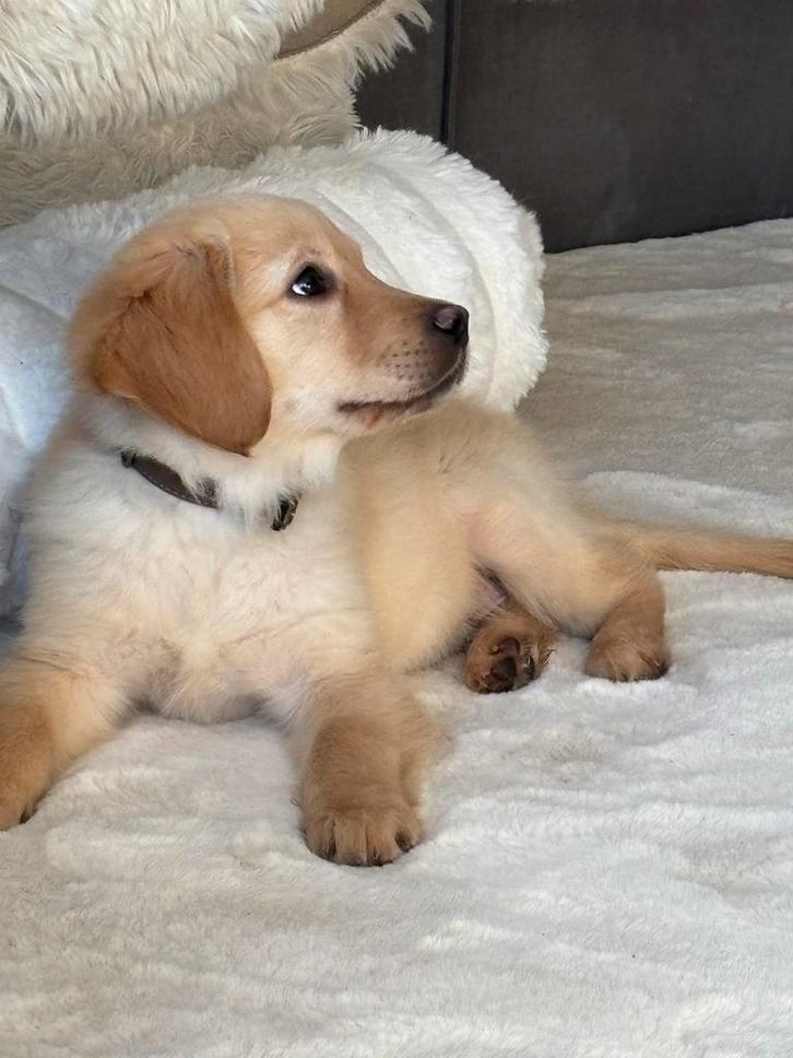Golden retriever/Labrador Pup, Dieren en Toebehoren, Honden | Retrievers, Spaniëls en Waterhonden, Reu, Golden retriever, Particulier