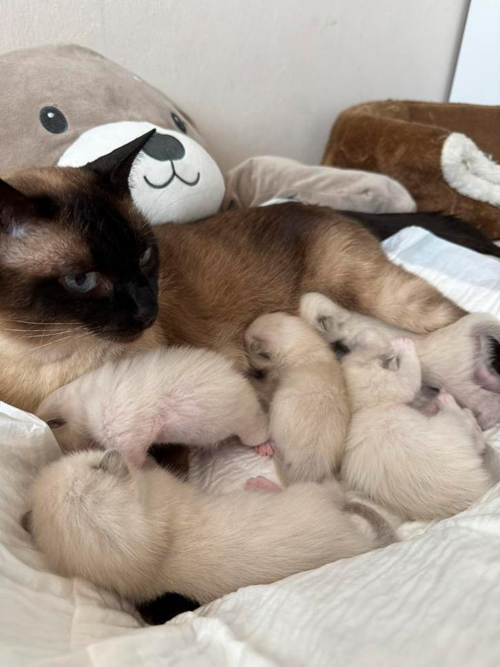 Siamese - Ragdull Kittens, Dieren en Toebehoren, Katten en Kittens | Raskatten | Korthaar, Meerdere dieren, 0 tot 2 jaar, Gechipt