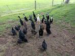 Loopeenden, Eenden, Indische loopeend, Dieren en Toebehoren, Pluimvee, Geslacht onbekend, Eend