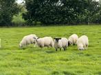 Ooien Fries melkschaap en kruisling suffolk, Dieren en Toebehoren, Schapen, Geiten en Varkens, Vrouwelijk, Schaap