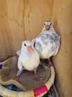 Duiven, Dieren en Toebehoren, Vogels | Duiven