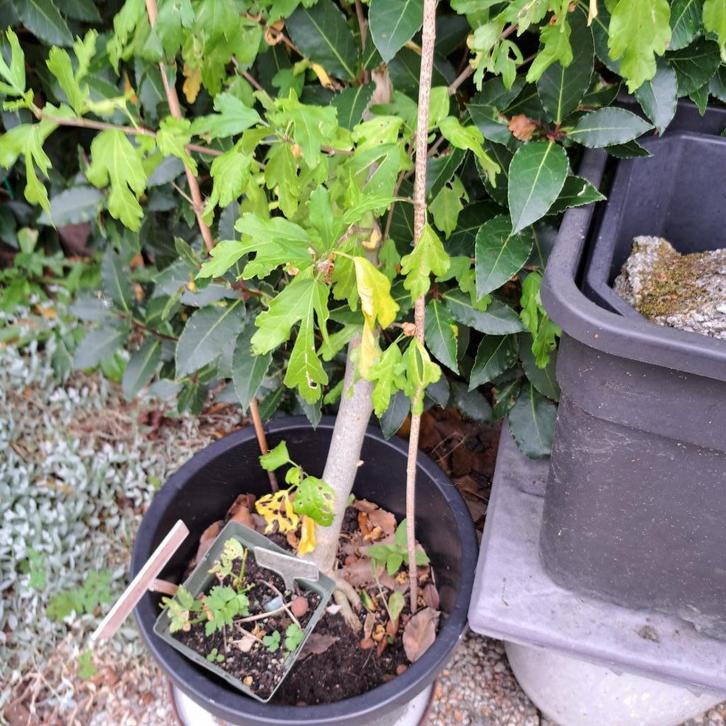 Ruilen of bieden: Kruiden en sierplanten, Tuin en Terras, Planten | Tuinplanten, Vaste plant, Overige soorten, Halfschaduw, Ophalen