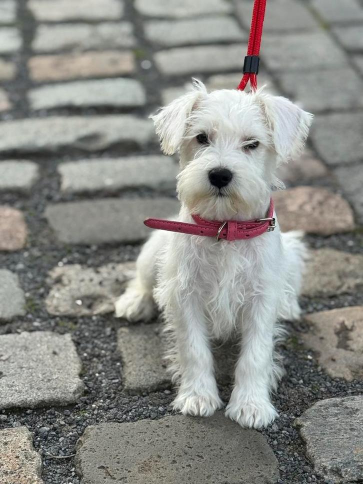 Dwergschnauzer pup, Dieren en Toebehoren, Honden | Jack Russells en Terriërs, Teef, Particulier, Eén hond, Nederland, 8 tot 15 weken