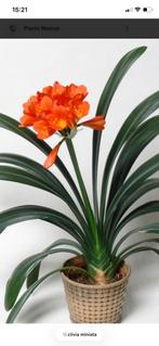 Stek clivia miniata / sint-jozef plant, Bloeiende kamerplant, Ophalen, Halfschaduw