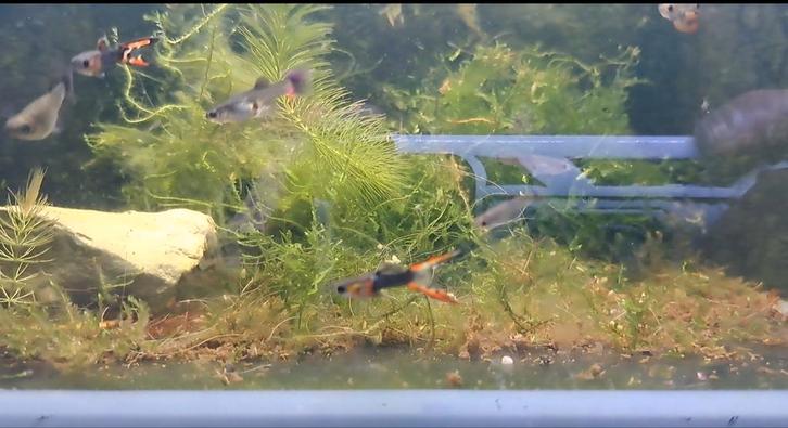 Schitterende tuxedo endler guppen te koop, Dieren en Toebehoren, Vissen | Aquariumvissen, Zoetwatervis, Vis, Schoolvis