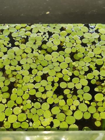 Drijfplanten aquarium  beschikbaar voor biedingen
