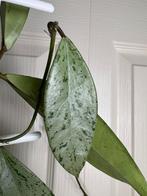 Hoya pubicalyx pink silver ghost stek 2, Huis en Inrichting, Kamerplanten, Ophalen of Verzenden, Overige soorten, Halfschaduw