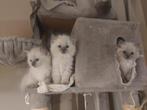 Ragdoll kittens te koop, Dieren en Toebehoren, Katten en Kittens | Raskatten | Langhaar, Meerdere dieren, Ontwormd, 0 tot 2 jaar