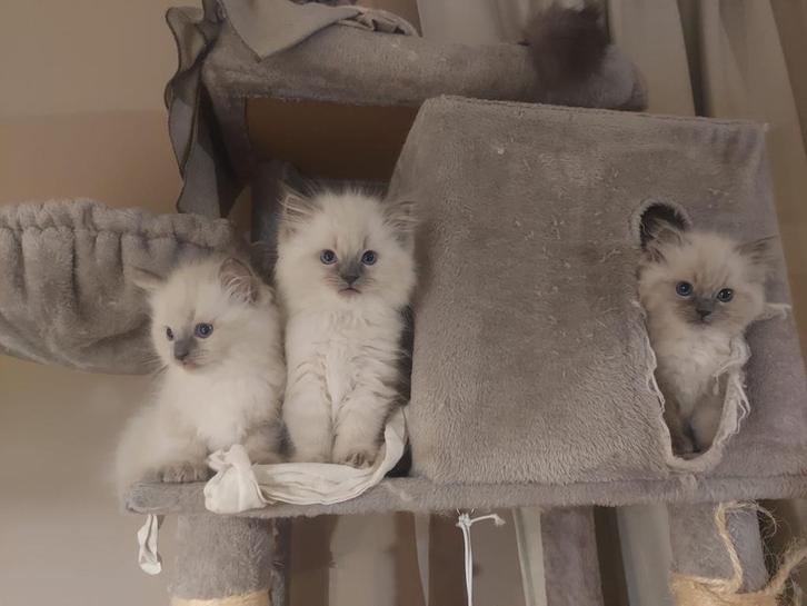 Ragdoll kittens te koop, Dieren en Toebehoren, Katten en Kittens | Raskatten | Langhaar, Meerdere dieren, 0 tot 2 jaar, Ontwormd