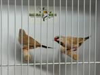 Bruine spitsstaartamadine - Poephila acuticauda, Meerdere dieren, Tropenvogel, Geringd