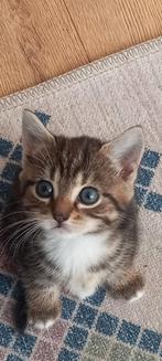 Britich korthaar, Poes, Ontwormd, 0 tot 2 jaar