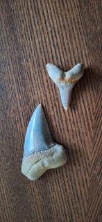 Fossiele haaientanden uit Bakersfield, Ophalen of Verzenden