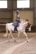 Verzorgpaard gezocht, Dieren en Toebehoren, Paarden en Pony's | Overige Paardenspullen, Ophalen of Verzenden, Nieuw
