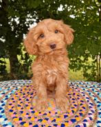 Teckel x poedel pups, Dieren en Toebehoren, Nederland, Overige rassen, CDV (hondenziekte), 8 tot 15 weken