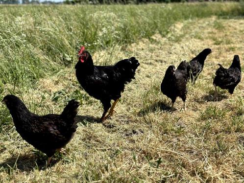 Barnevelder kippen Bruin gezoomd hennen gesekst en ingeënt, Dieren en Toebehoren, Pluimvee, Kip, Vrouwelijk