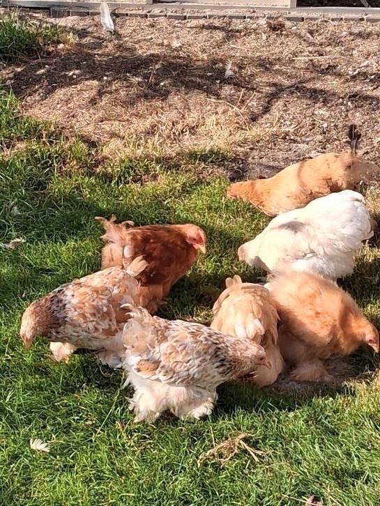 Cochin kriel kippen, Dieren en Toebehoren, Pluimvee, Kip, Meerdere dieren