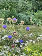 Artisjokplanten - Klaar voor de Tuin!, Ophalen, Volle zon, Bloeit niet, Groenteplanten