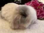 Teddy Widder konijntje, raszuiver, Dieren en Toebehoren, Konijnen, Mannelijk, Klein, Hangoor, 0 tot 2 jaar
