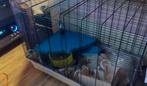 Mooie grote konijn cavia hamster kooi met accessoires, Kooi, Minder dan 60 cm, Hamster, Ophalen of Verzenden