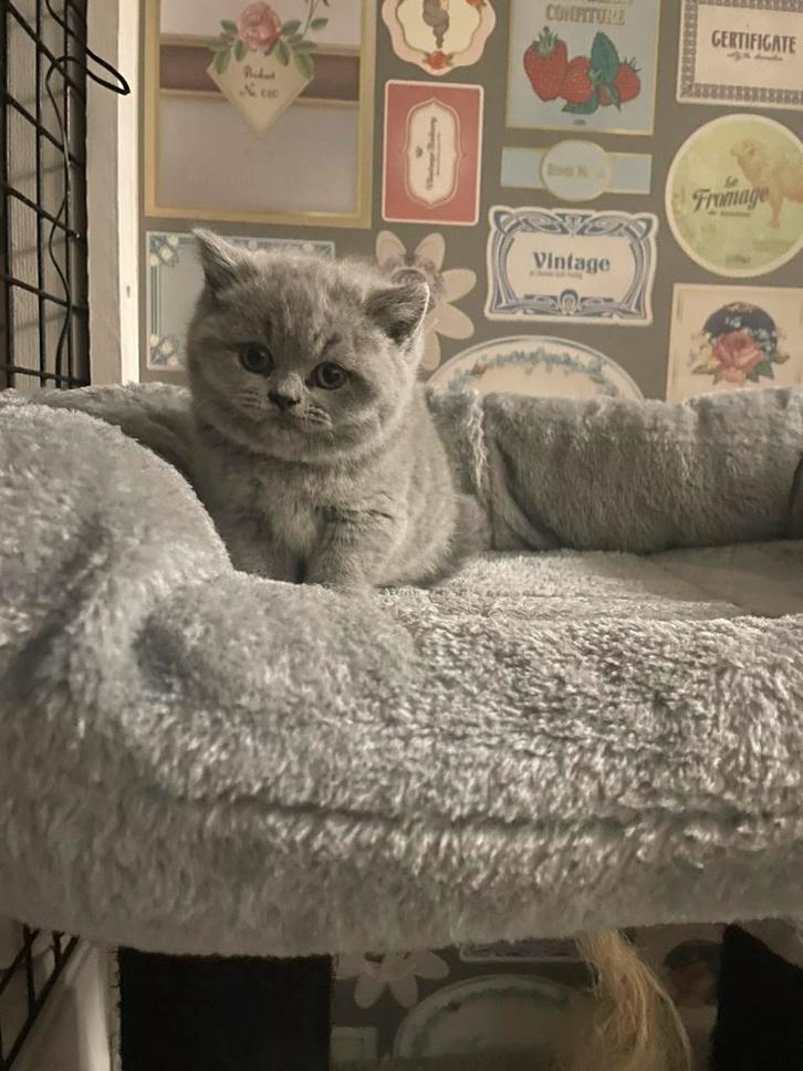Britse korthaar kittens, Dieren en Toebehoren, Katten en Kittens | Raskatten | Korthaar, Meerdere dieren, 0 tot 2 jaar, Ontwormd